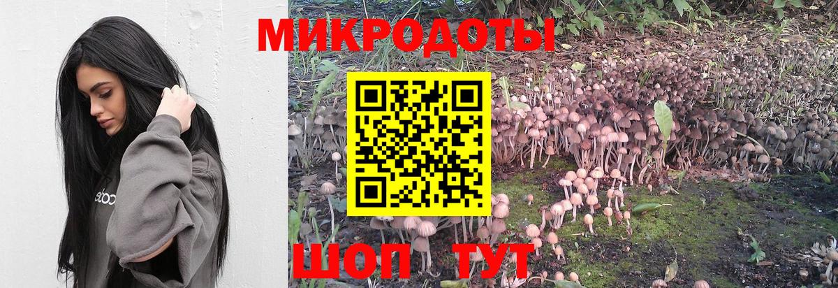 Псилоцибиновые грибы Psilocybe Десногорск